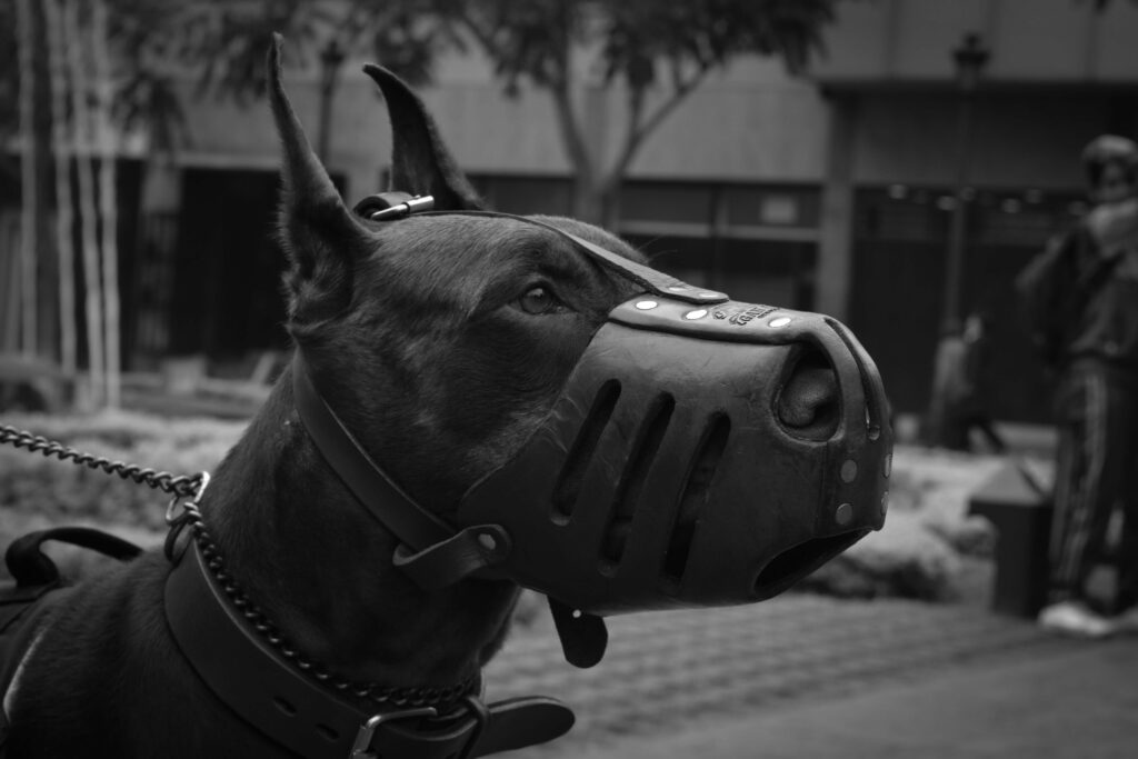 pexels-photo-1254434-1254434 Close-up portrait of a Doberman Pinscher in a muzzle, captured in black and white, outdoors in Peru.